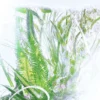 Άρωμα Γεράνι – Luxuriance – Rivieres De Cartier | Cartier